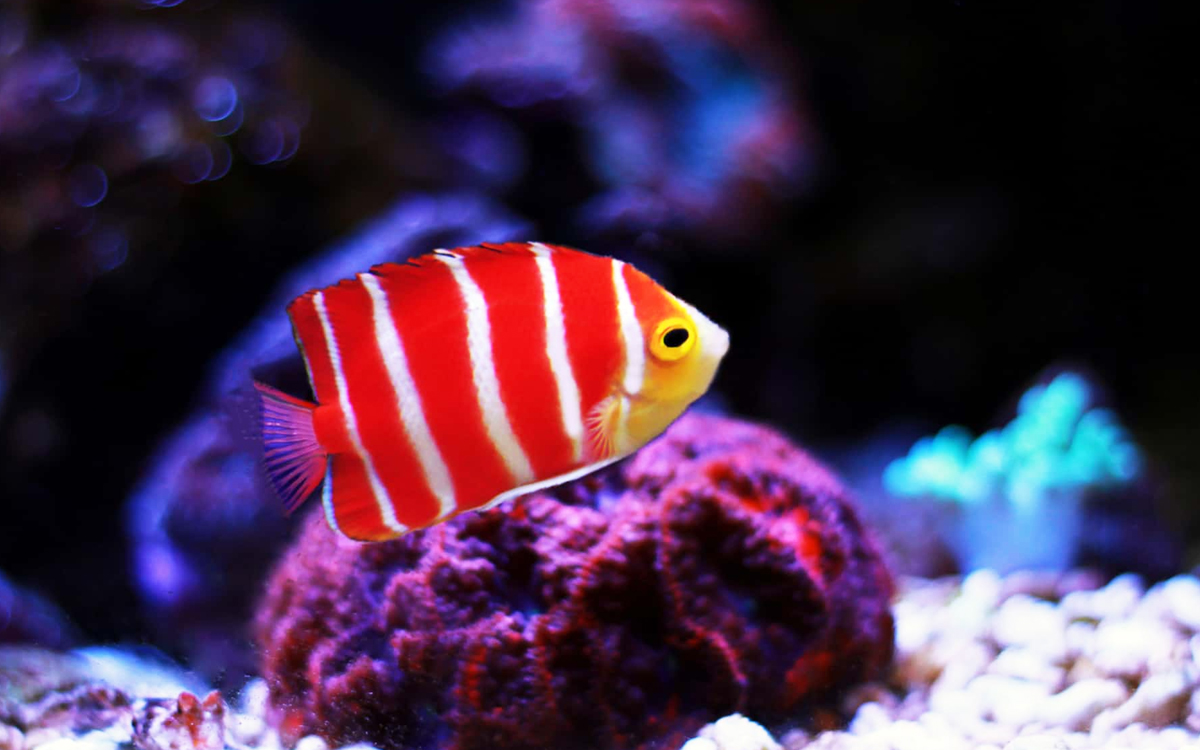 Mengintip Ikan Hias Aquarium Termahal dan Cerita di Baliknya: Tak Sekadar Peliharaan!