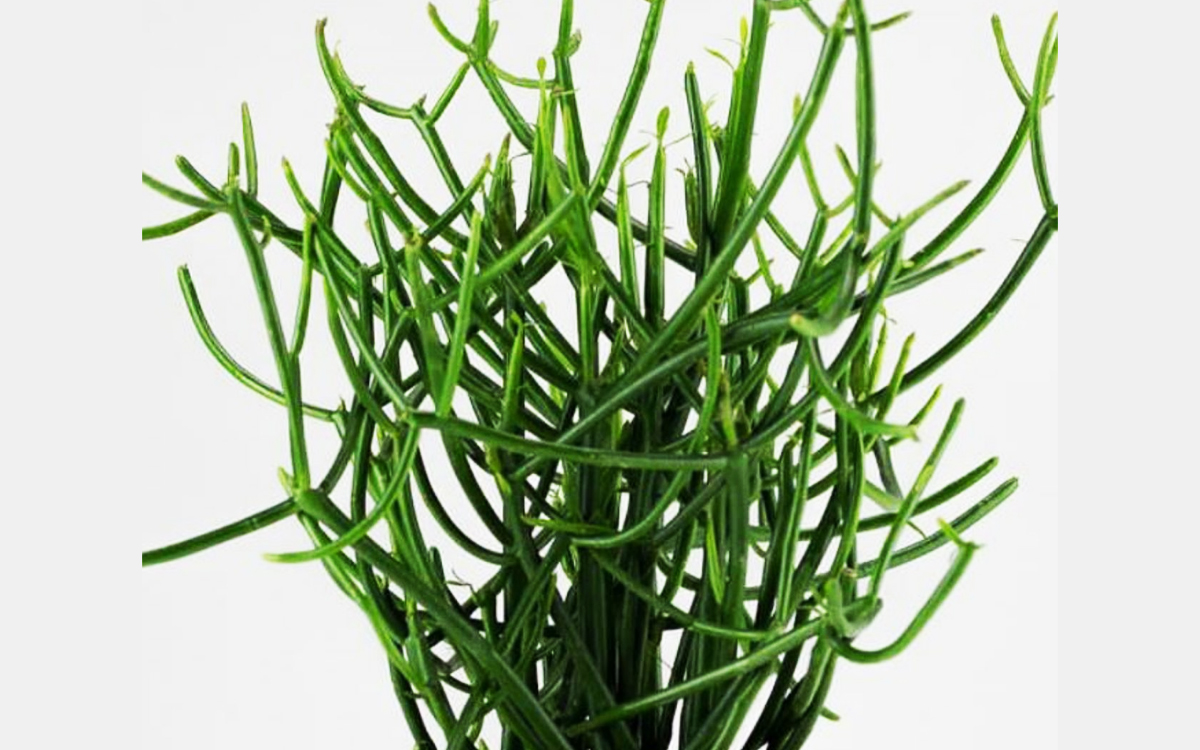 Ragam Manfaat Tanaman Patah Tulang: Herbal Cantik, Khasiat Ajaib!