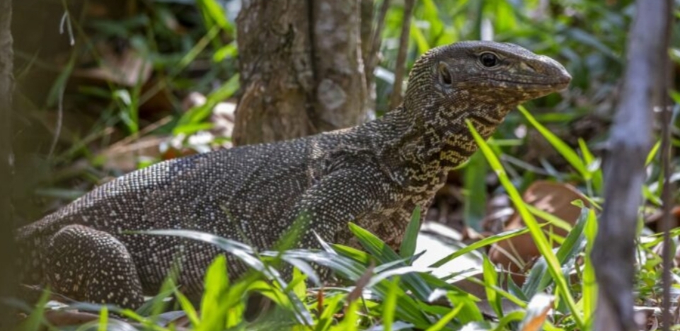 Lebih dari 468 Ribu Biawak Diekspor, Ahli Ingatkan Aspek Konservasi