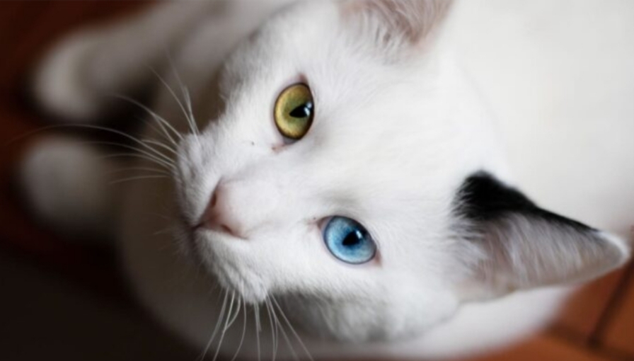 Punya Mata Unik, Menguak Rahasia Kucing Odd Eyes yang Menawan