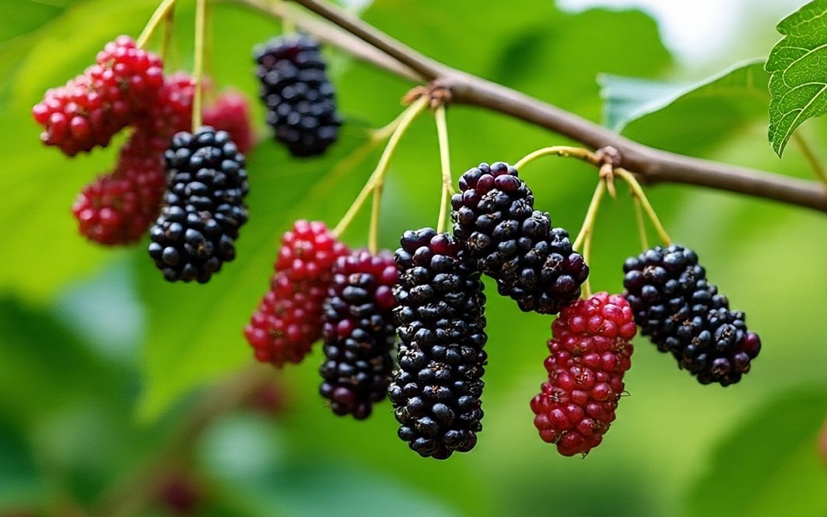 Percantik Rumah dengan Tanaman Hias Buah yang Bisa Dipanen: Rasakan Manfaat Ganda!
