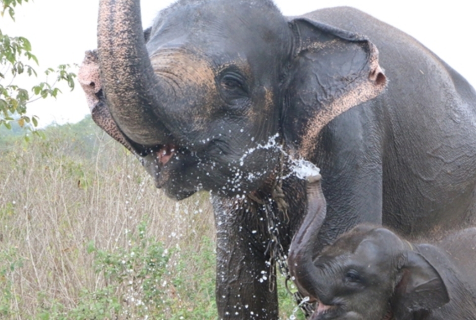 Habitat Makin Tergerus, Gajah Sumatra di Ambang Kepunahan
