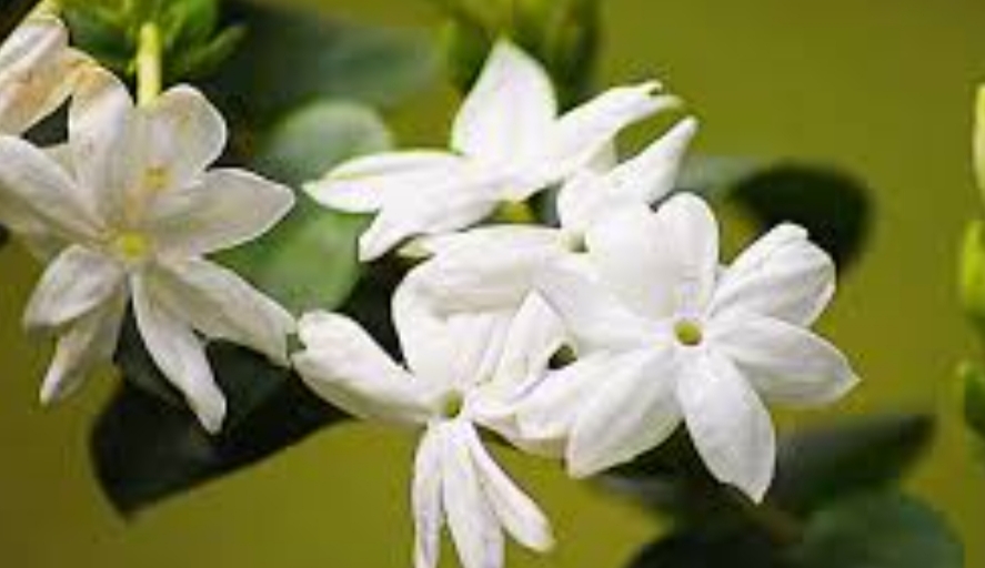 Penelitian Ungkap Potensi Melati Putih untuk Kesehatan dan Kosmetika