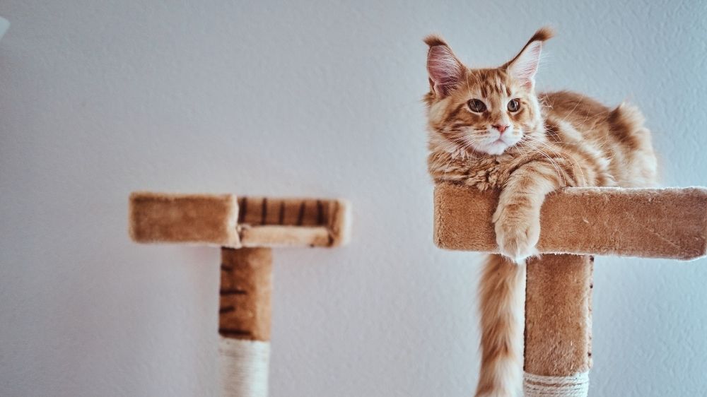 Kenapa Kucing Selalu Ikut Bangun Saat Sahur? Ternyata Ada Alasannya