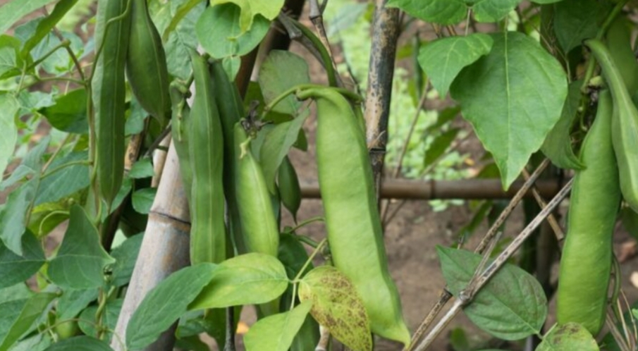 Penelitian: Kacang Koro Pedang Aman untuk Gula Darah dan Tekanan Darah