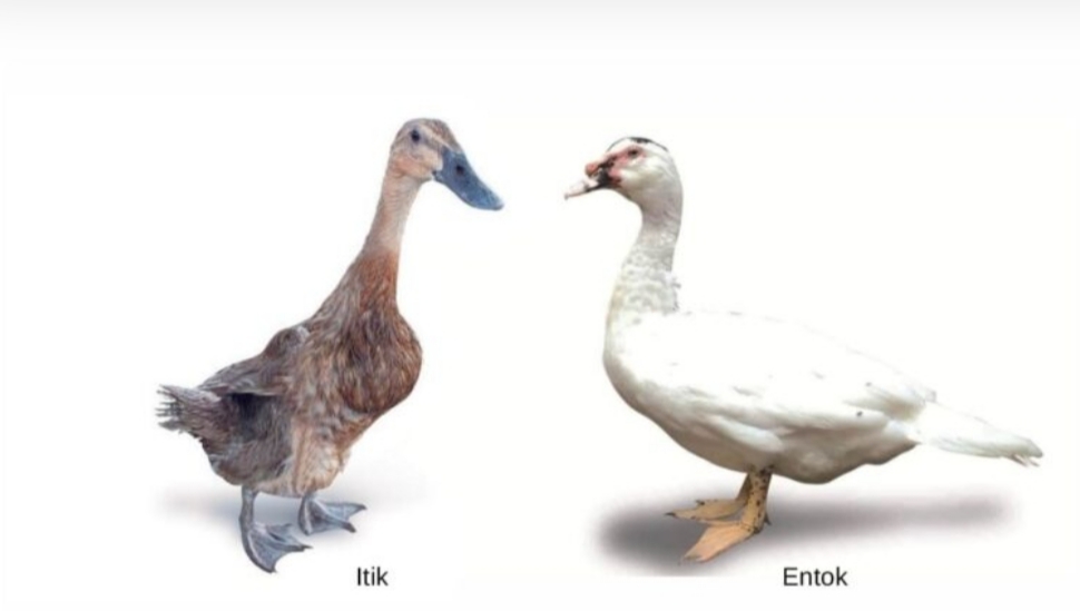 Mengenal Keunikan Itik dan Entok, 2 Unggas Air yang Serupa tapi Tak Sama