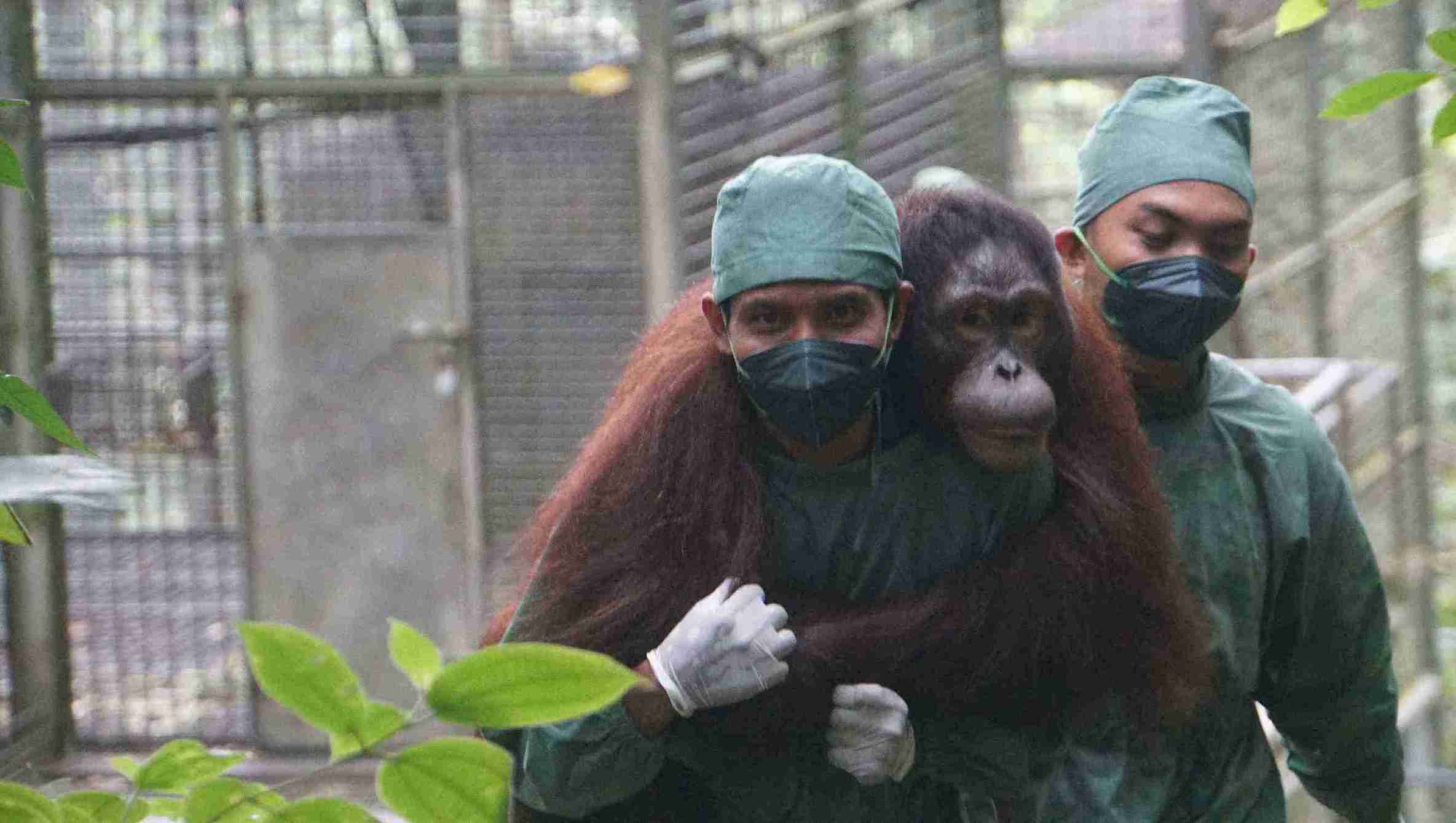 BNI Perkuat Komitmen ESG Lewat Konservasi Orangutan dan Rehabilitasi Hutan