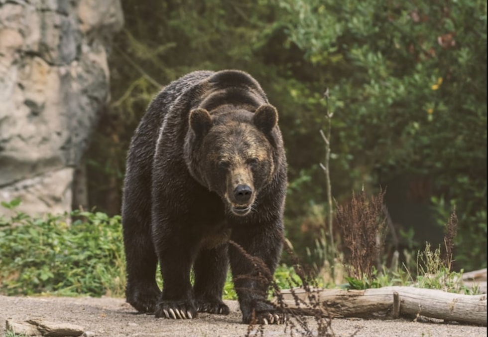 Populasi Beruang Meningkat, Nyawa Warga Jepang Terancam