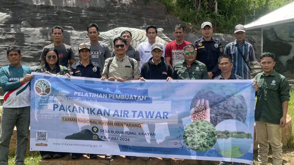 Kelompok Mas Muda Krayan Mulai Kembangkan Pakan Ikan Mandiri dari Maggot BSF dan Lemna