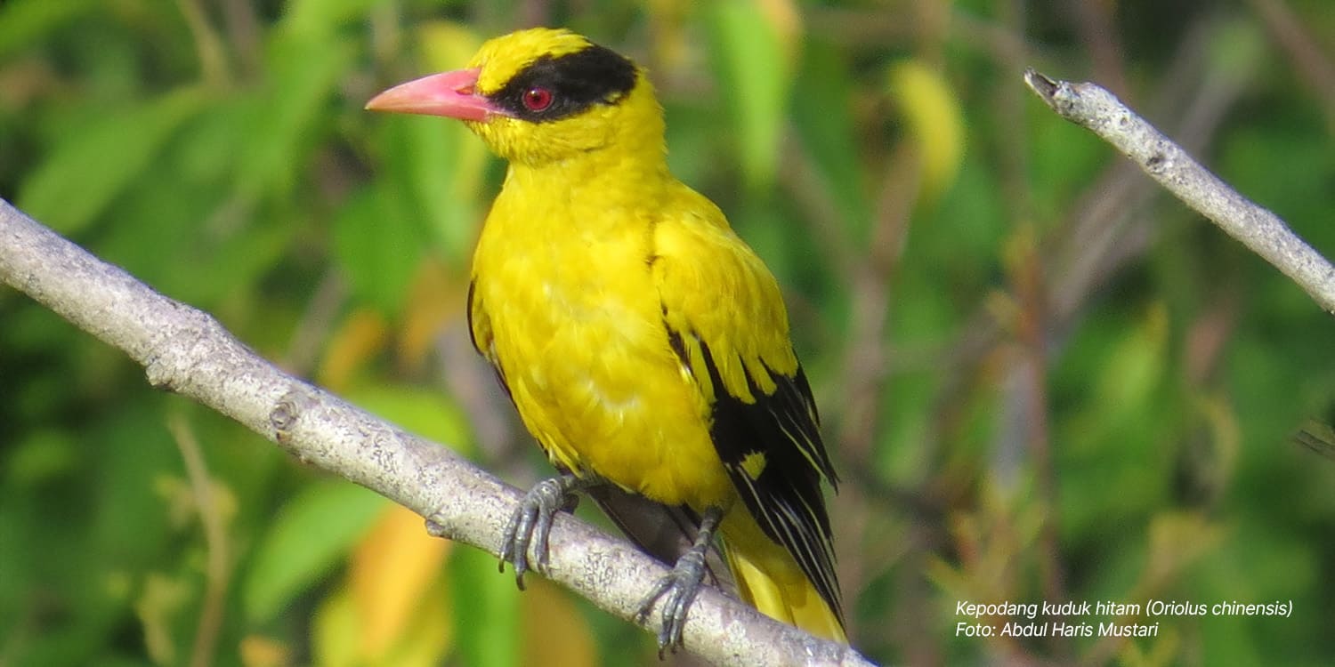Fakta Menarik Burung Kepodang Kuduk Hitam, Punya Warna Kuning Keemasan