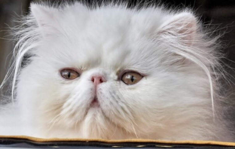 Fakta Baru Buat Cat Lovers, Kucing Persia Ternyata Butuh Kibble Makanan Khusus