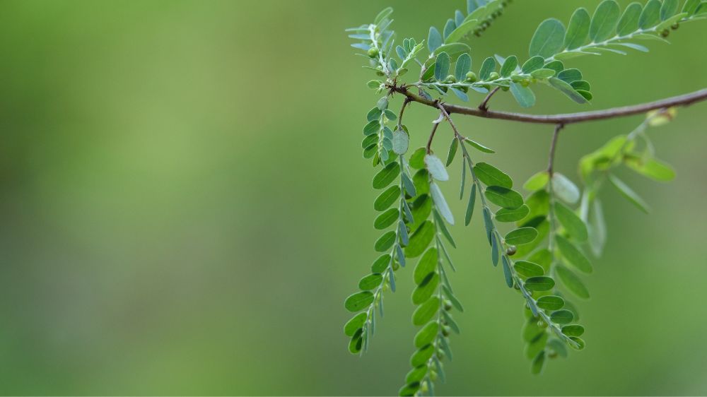 Daun Kelor Bisa Jadi Apa Saja? Ini 7 Olahan yang Bisa Dicoba Di Rumah!