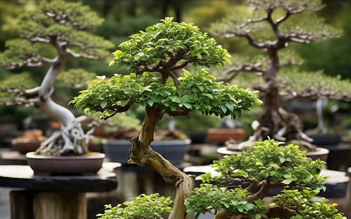 Rekomendasi Tanaman Hias Bonsai Terbaik untuk Interior Estetik: Lebih dari Hiasan!