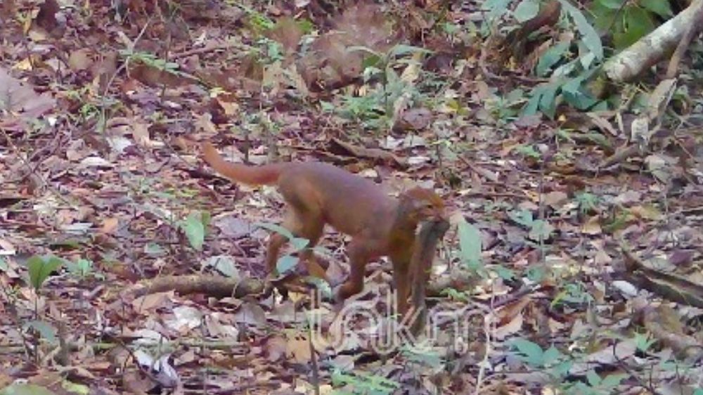 Kucing Merah Kalimantan Kembali Terekam di Malinau, Habitat Taman Nasional Kayan Mentarang Jadi Sorotan