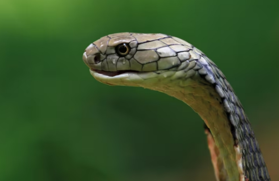 Kasus Gigitan Ular Jadi Perhatian, Kemenkes Siapkan Antibisa bagi Warga Baduy