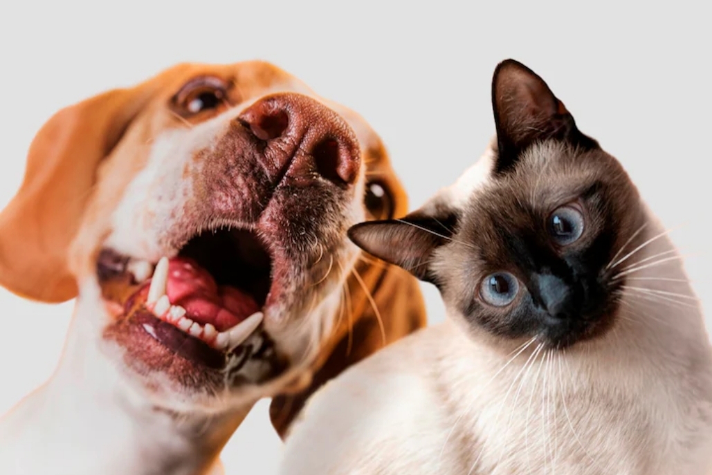 Sudah Waktunya Daging Anjing dan Kucing Dilarang di Indonesia