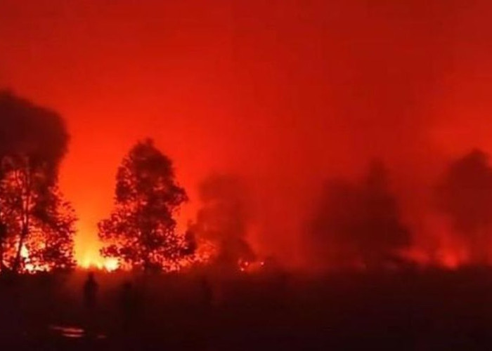 Kebakaran Way Kambas Belum Padam hingga Sabtu, Petugas Hadapi Lahan Kering dan Keterbatasan Sumber Air