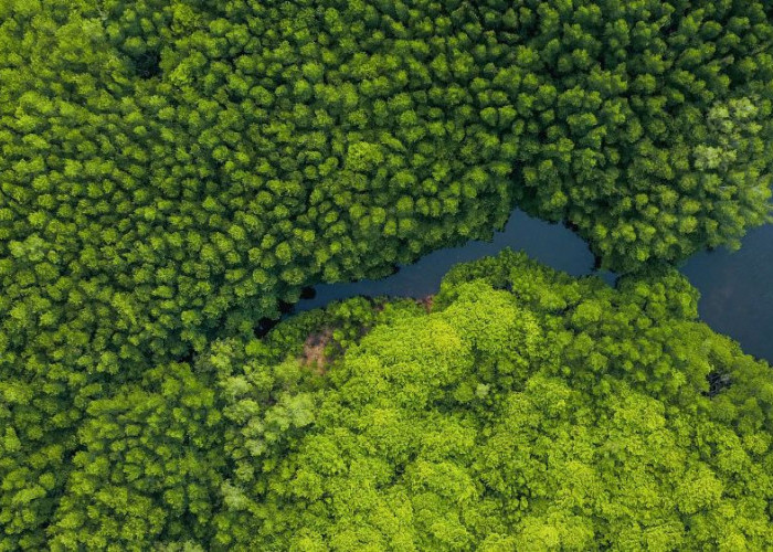 Kaltara Perkuat Perlindungan Pesisir, Bulungan dan Tana Tidung Masuk Prioritas Pemulihan Mangrove