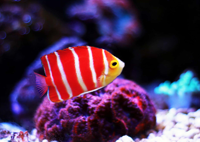 Mengintip Ikan Hias Aquarium Termahal dan Cerita di Baliknya: Tak Sekadar Peliharaan!
