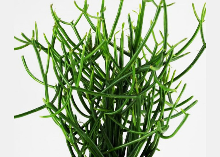 Ragam Manfaat Tanaman Patah Tulang: Herbal Cantik, Khasiat Ajaib!