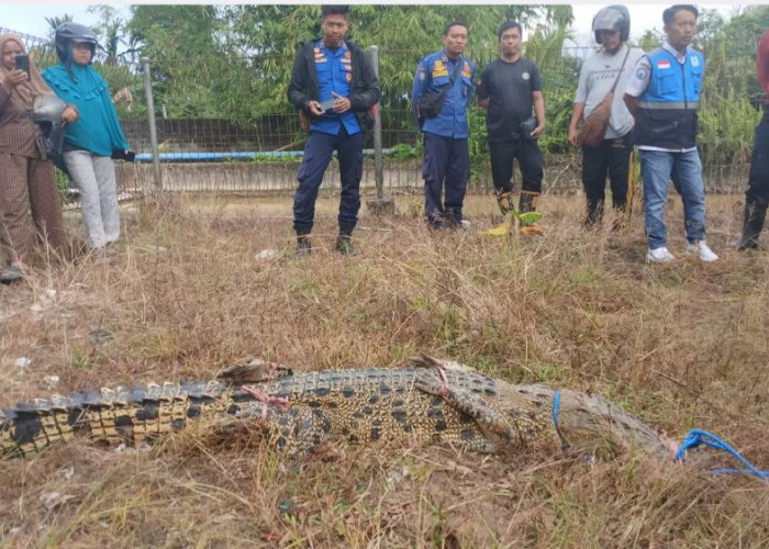 Video Pemuda Nekat Tangkap Buaya Viral, Warga Tarakan Kini Semakin Waspada