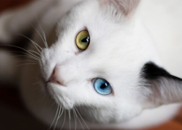 Punya Mata Unik, Menguak Rahasia Kucing Odd Eyes yang Menawan