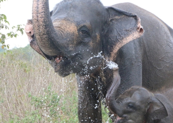 Habitat Makin Tergerus, Gajah Sumatra di Ambang Kepunahan
