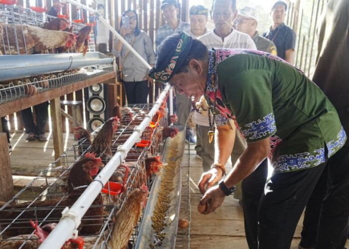 Panen Perdana Ayam Petelur di Kaltara, Gubernur Tegaskan Komitmen Dukung Ketahanan Pangan Berkelanjutan