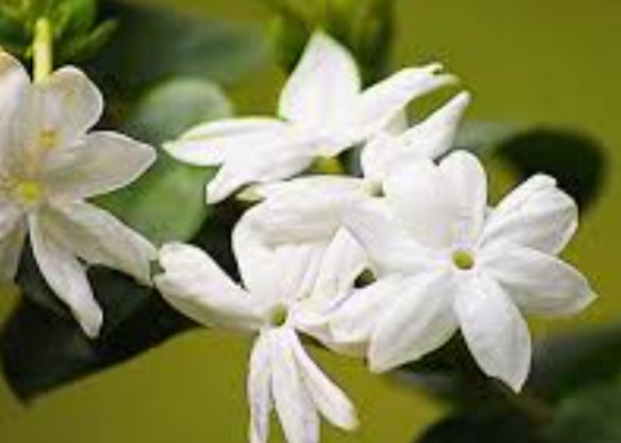 Penelitian Ungkap Potensi Melati Putih untuk Kesehatan dan Kosmetika