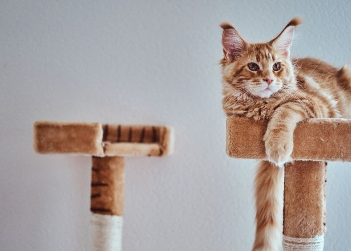 Kenapa Kucing Selalu Ikut Bangun Saat Sahur? Ternyata Ada Alasannya