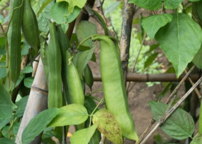 Penelitian: Kacang Koro Pedang Aman untuk Gula Darah dan Tekanan Darah
