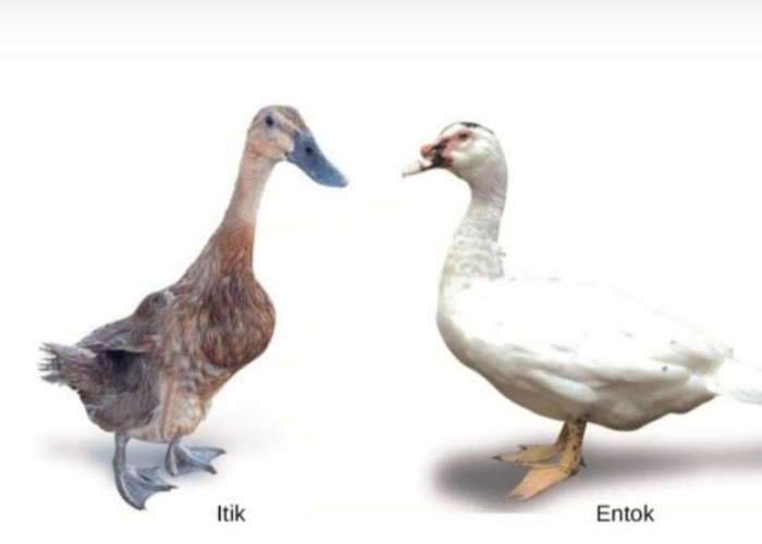 Mengenal Keunikan Itik dan Entok, 2 Unggas Air yang Serupa tapi Tak Sama