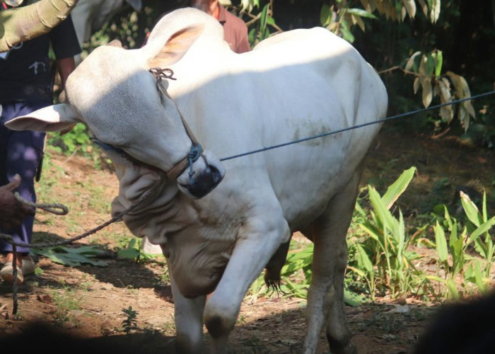 Jelang Iduladha 2026, Karantina Kaltara Perketat Pengawasan Hewan Kurban untuk Cegah PMK, Antraks, dan LSD