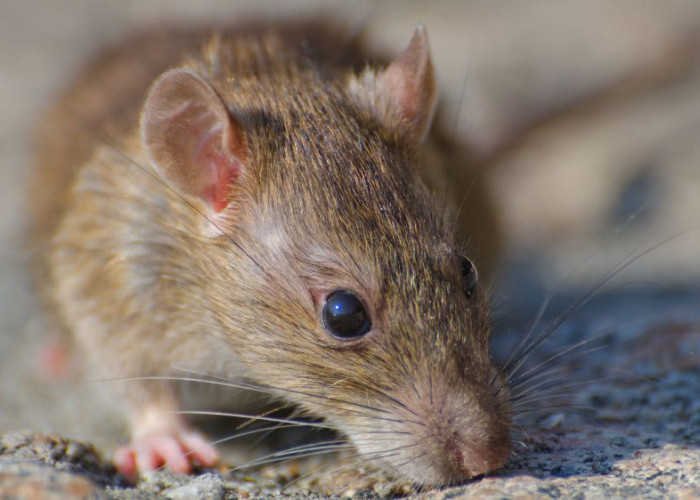 Apa Itu Hantavirus? Virus yang Dibawa Tikus Ini Ramai Dibahas Usai Kasus di Kapal Pesiar MV Hondius