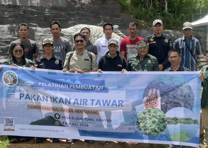 Kelompok Mas Muda Krayan Mulai Kembangkan Pakan Ikan Mandiri dari Maggot BSF dan Lemna