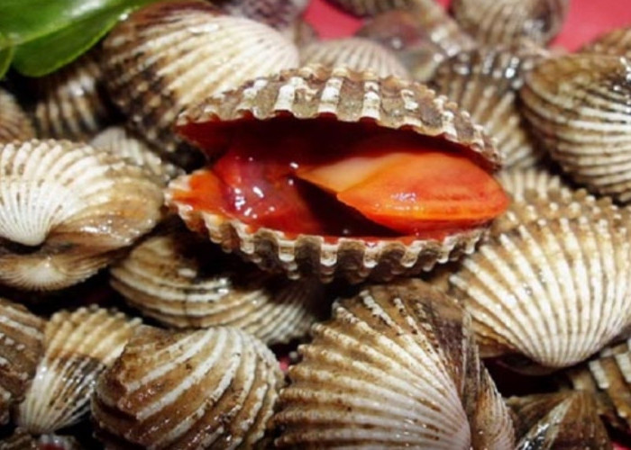 Tips Memasak Tudai Khas Kaltara, Seafood Paling Lezat di Bulungan dan Tanjung Selor