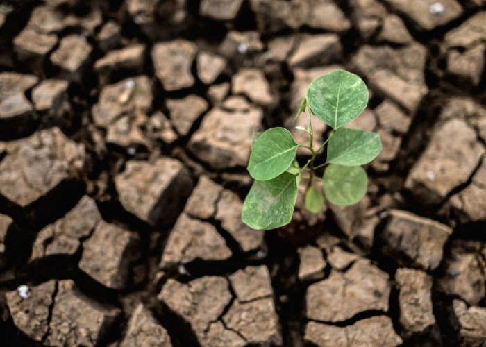 El Nino 2026 Diprediksi Picu Cuaca Ekstrem, Ini Dampaknya bagi Kehidupan Sehari-hari