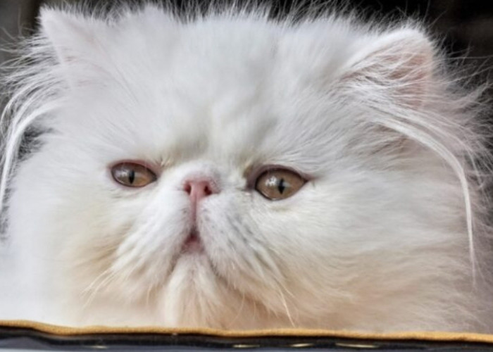 Fakta Baru Buat Cat Lovers, Kucing Persia Ternyata Butuh Kibble Makanan Khusus