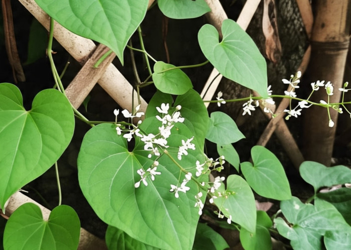 8 Manfaat Daun Binahong yang Jarang Diketahui: Herbal Multifungsi Penuh Khasiat!