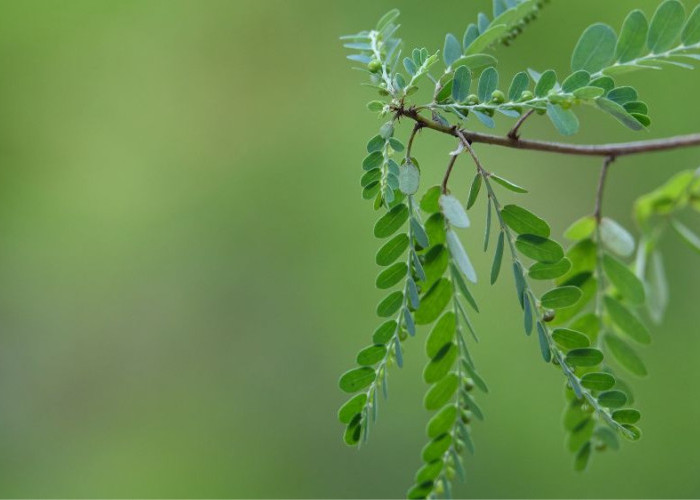 Daun Kelor Bisa Jadi Apa Saja? Ini 7 Olahan yang Bisa Dicoba Di Rumah!