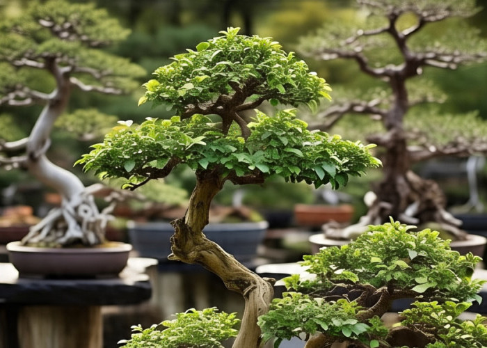 Rekomendasi Tanaman Hias Bonsai Terbaik untuk Interior Estetik: Lebih dari Hiasan!