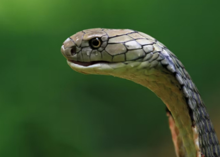 Kasus Gigitan Ular Jadi Perhatian, Kemenkes Siapkan Antibisa bagi Warga Baduy