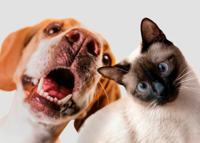 Sudah Waktunya Daging Anjing dan Kucing Dilarang di Indonesia