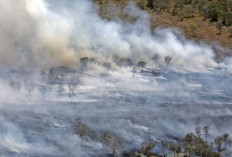 Kebakaran Lahan Nunukan Terjadi di Mansapa, 3 Hektare Lahan Terbakar