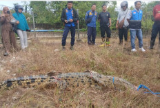 Video Pemuda Nekat Tangkap Buaya Viral, Warga Tarakan Kini Semakin Waspada