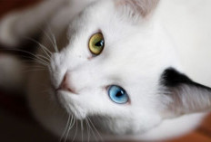 Benarkah Kucing Bikin Mandul? Simak Penjelasan Lengkap Pakar Patologi Klinik