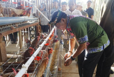 Panen Perdana Ayam Petelur di Kaltara, Gubernur Tegaskan Komitmen Dukung Ketahanan Pangan Berkelanjutan