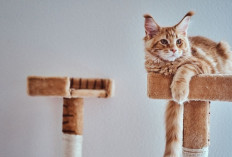 Kenapa Kucing Selalu Ikut Bangun Saat Sahur? Ternyata Ada Alasannya