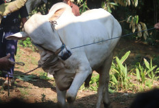 Jelang Iduladha 2026, Karantina Kaltara Perketat Pengawasan Hewan Kurban untuk Cegah PMK, Antraks, dan LSD