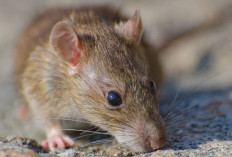 Apa Itu Hantavirus? Virus yang Dibawa Tikus Ini Ramai Dibahas Usai Kasus di Kapal Pesiar MV Hondius